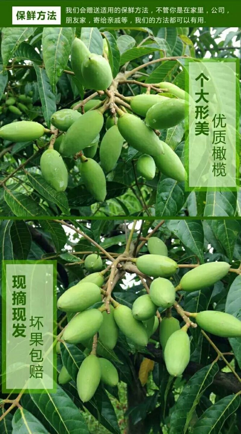 橄榄10g以上