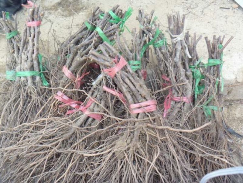 阳光玫瑰葡萄苗30~50cm1年