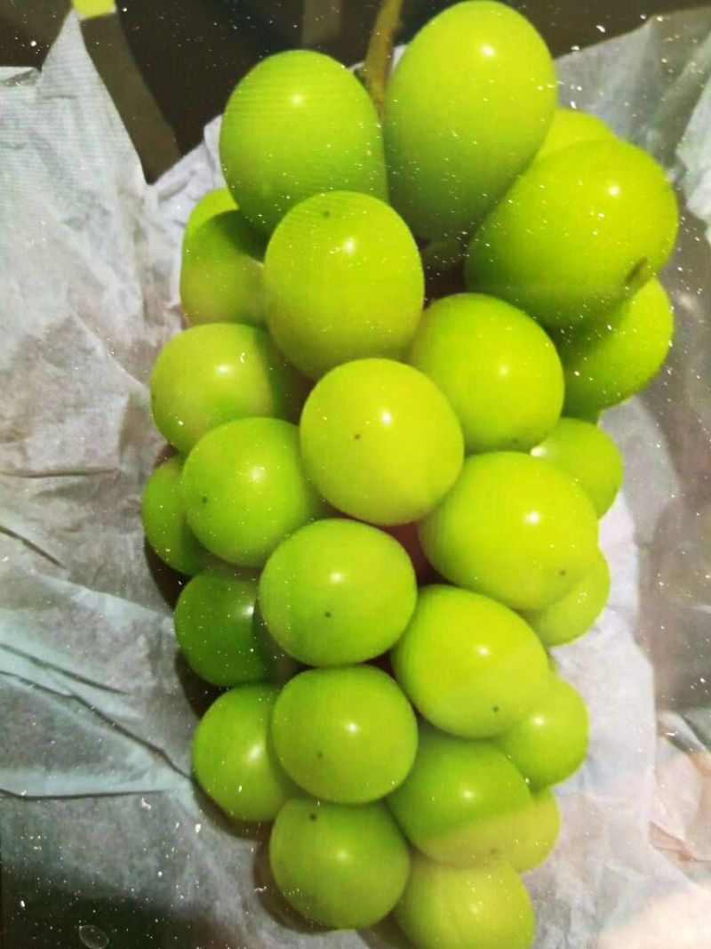 阳光玫瑰葡萄苗30~50cm1年