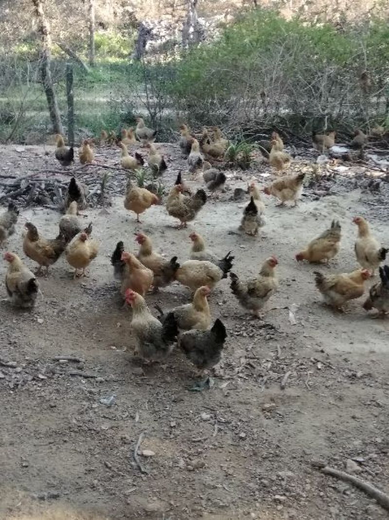 三黄鸡6~9月