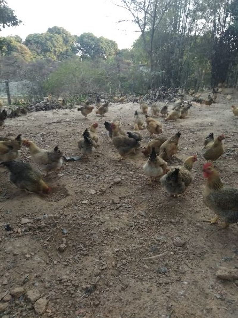 三黄鸡6~9月