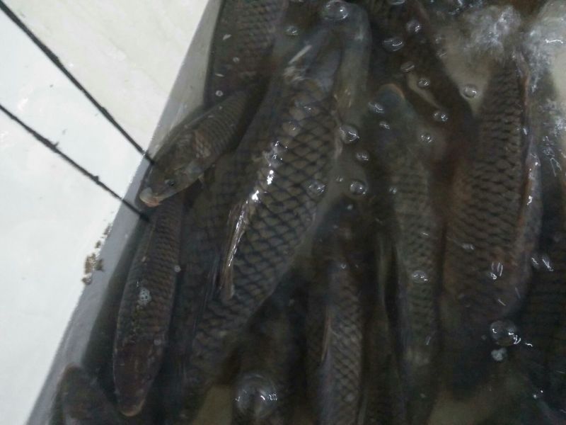 江鲤鱼3公斤以上食用