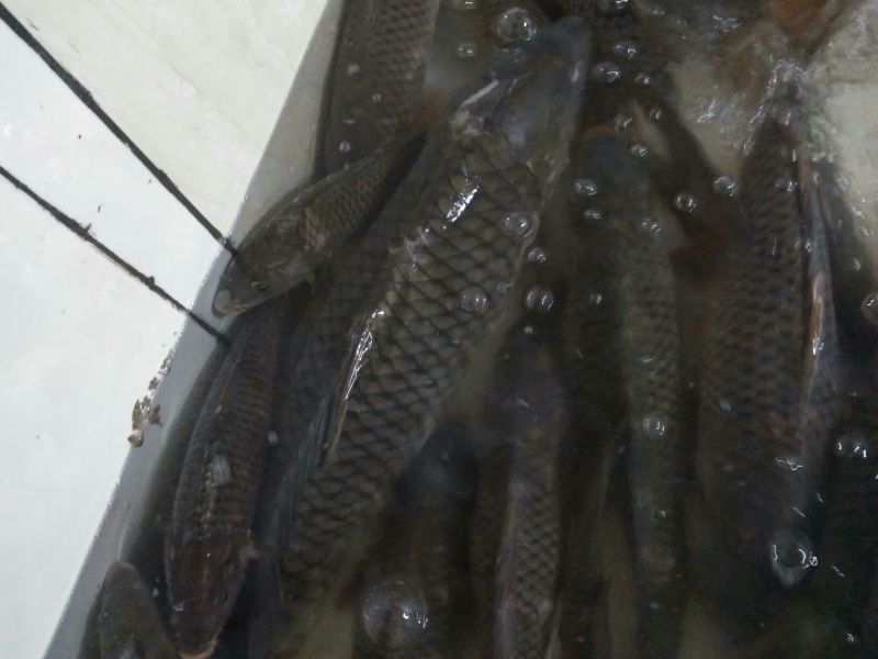 江鲤鱼3公斤以上食用