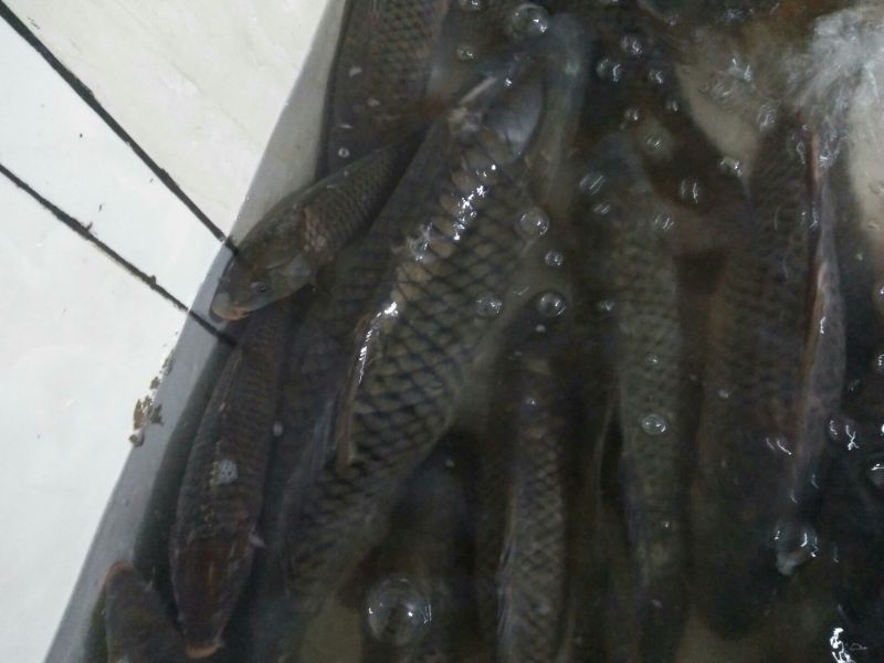 江鲤鱼3公斤以上食用