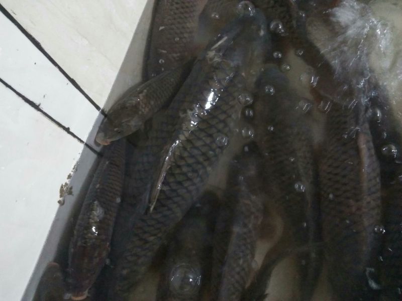 江鲤鱼3公斤以上食用