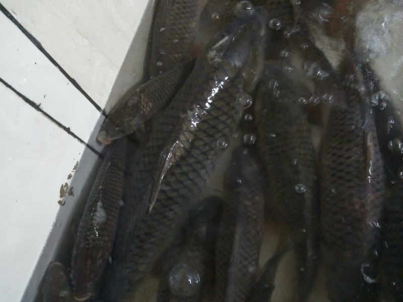 江鲤鱼3公斤以上食用