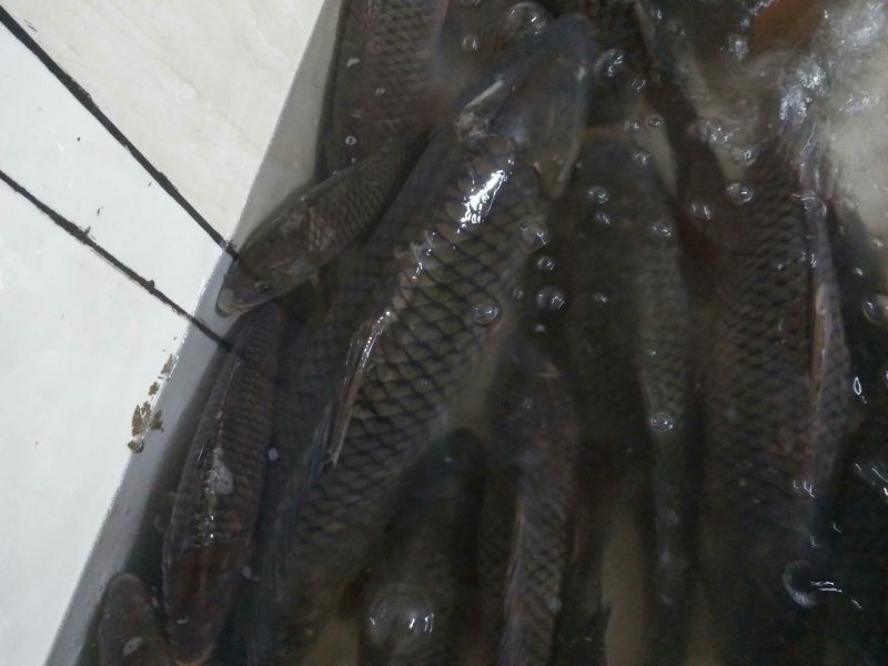 江鲤鱼3公斤以上食用