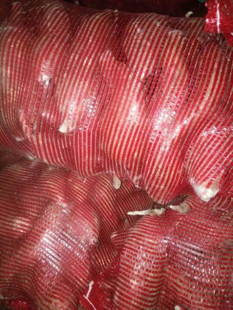 红薯品种有，商薯19，3两以上商品薯，大量上市