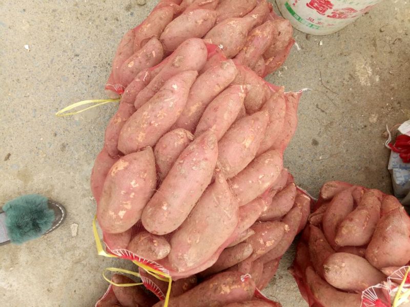 红薯品种有，商薯19，3两以上商品薯，大量上市