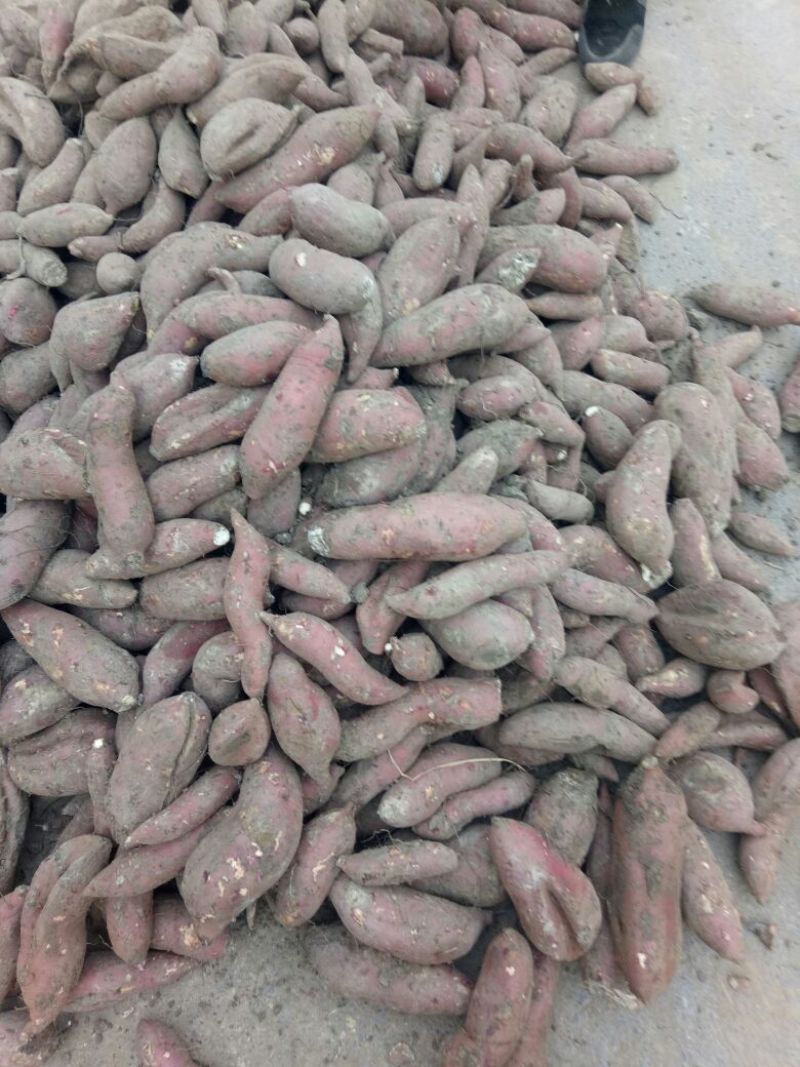 红薯品种有，商薯19，3两以上商品薯，大量上市