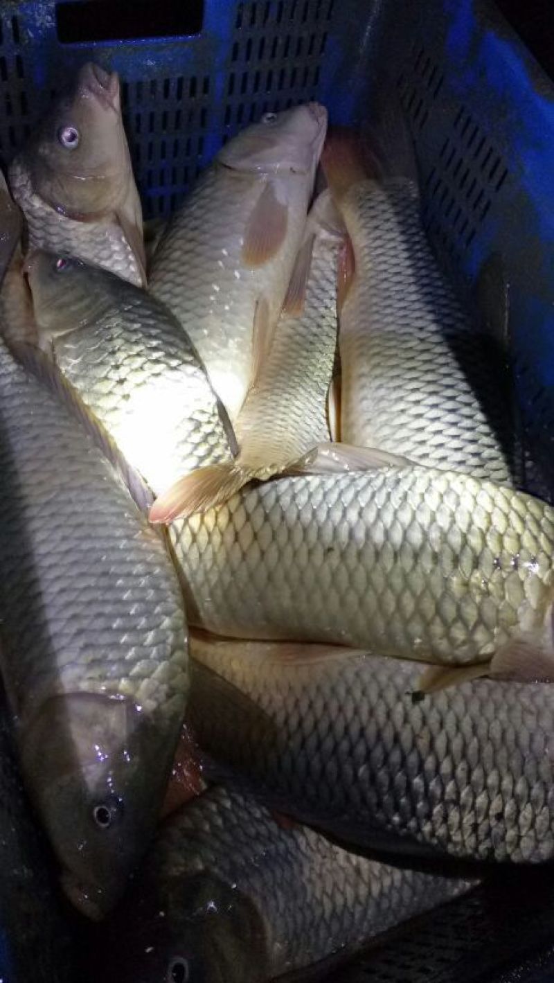 鲤鱼食用2~3公斤