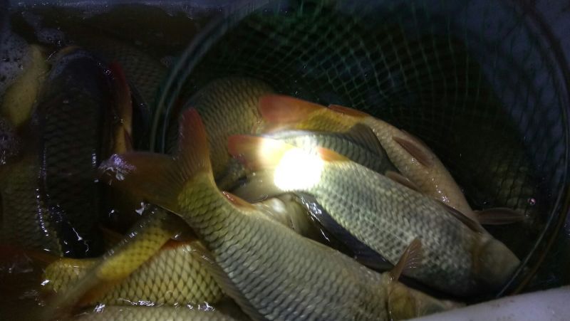 鲤鱼食用2~3公斤