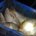 鲤鱼食用2~3公斤