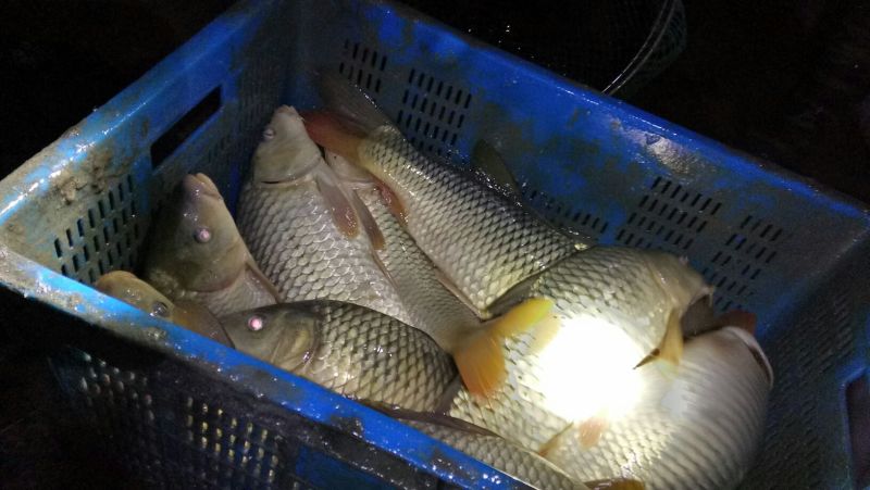 鲤鱼食用2~3公斤