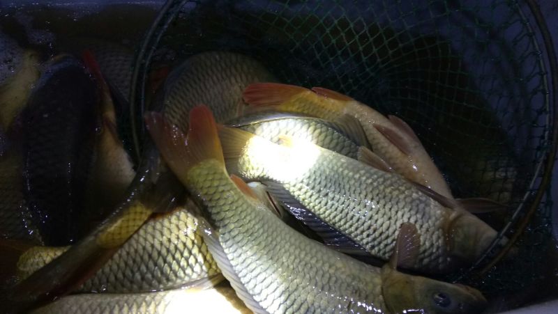 鲤鱼食用2~3公斤
