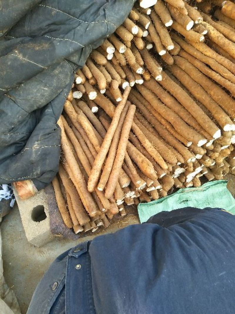 白玉山药3~4厘米一级手捡40~50厘米