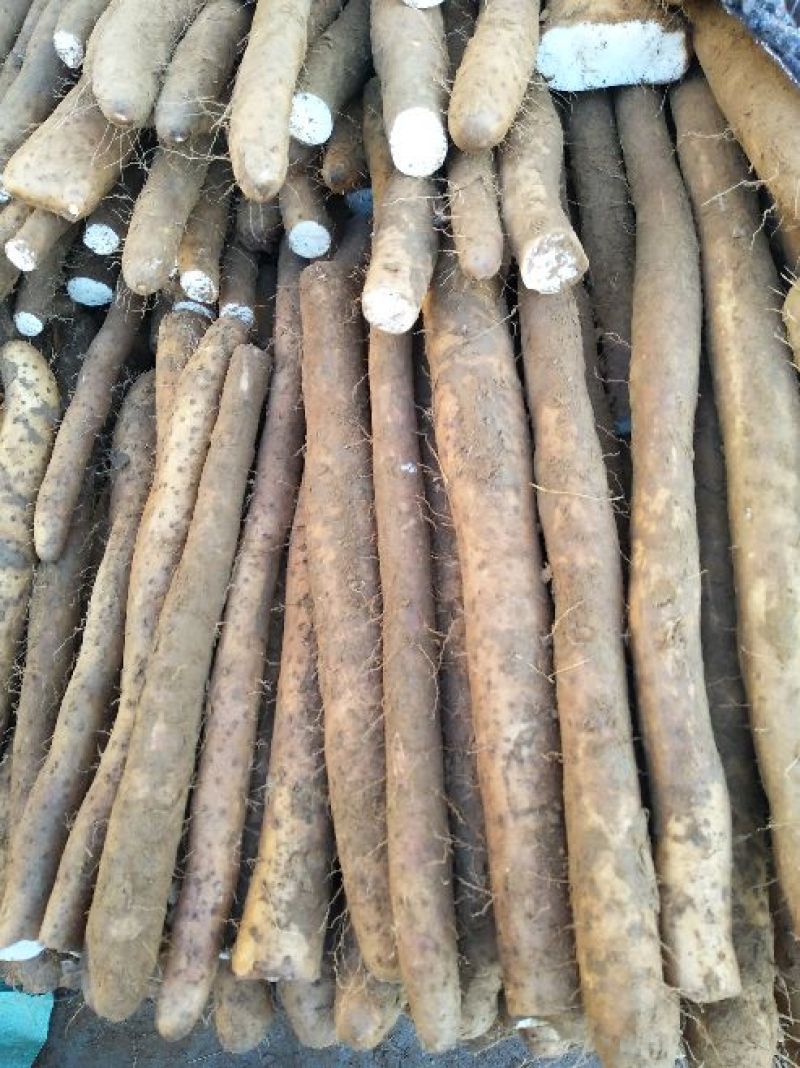 白玉山药3~4厘米一级手捡40~50厘米
