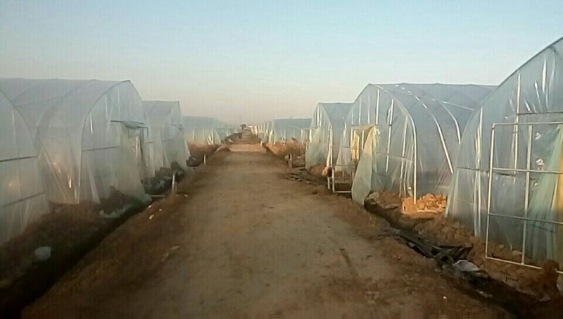【推荐】华东马兰头种植基地/视频看货/品质保证/诚信经营