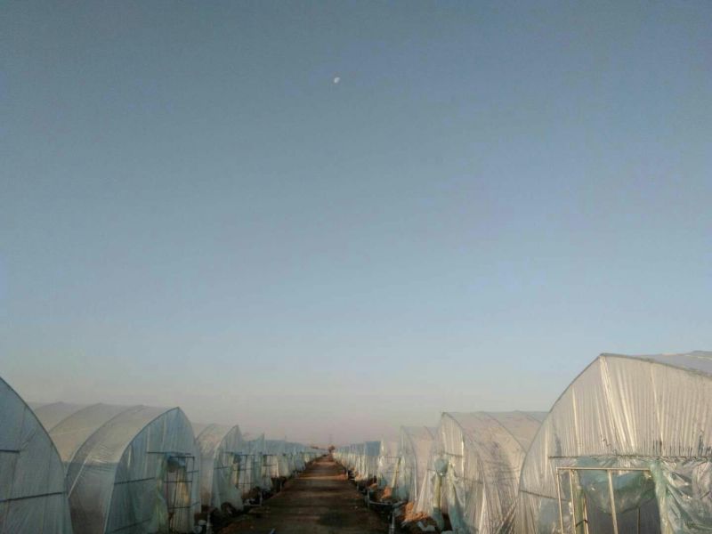 【推荐】华东马兰头种植基地/视频看货/品质保证/诚信经营