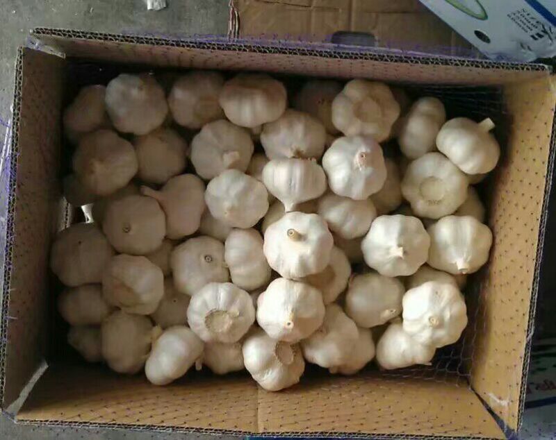 大蒜混级统货干蒜