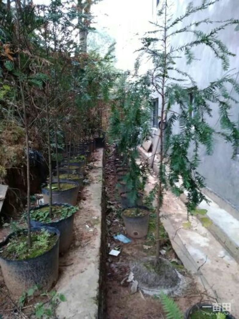 盘菜圆形