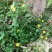野菊花袋装