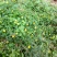 野菊花袋装