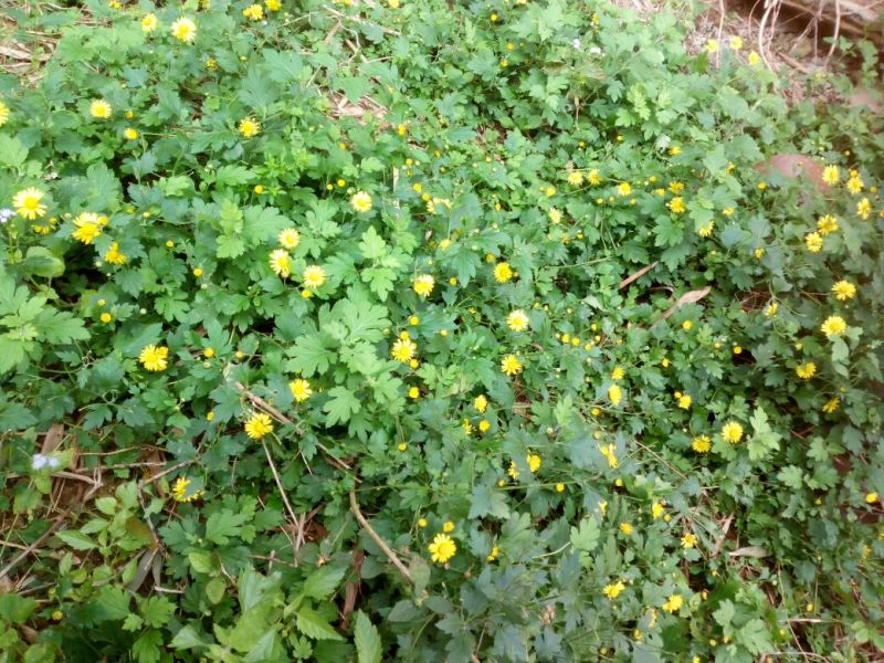 野菊花袋装