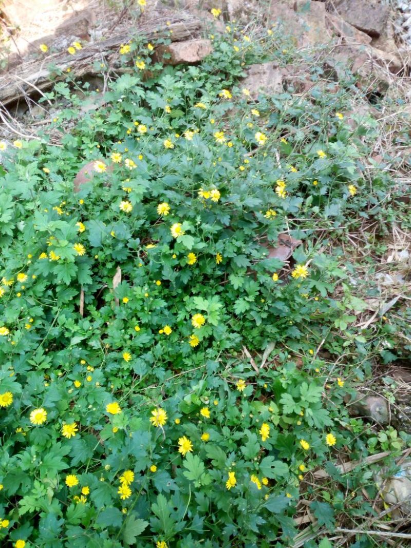 野菊花袋装