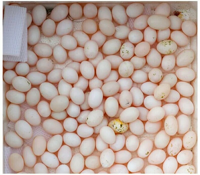 鸽子蛋食用