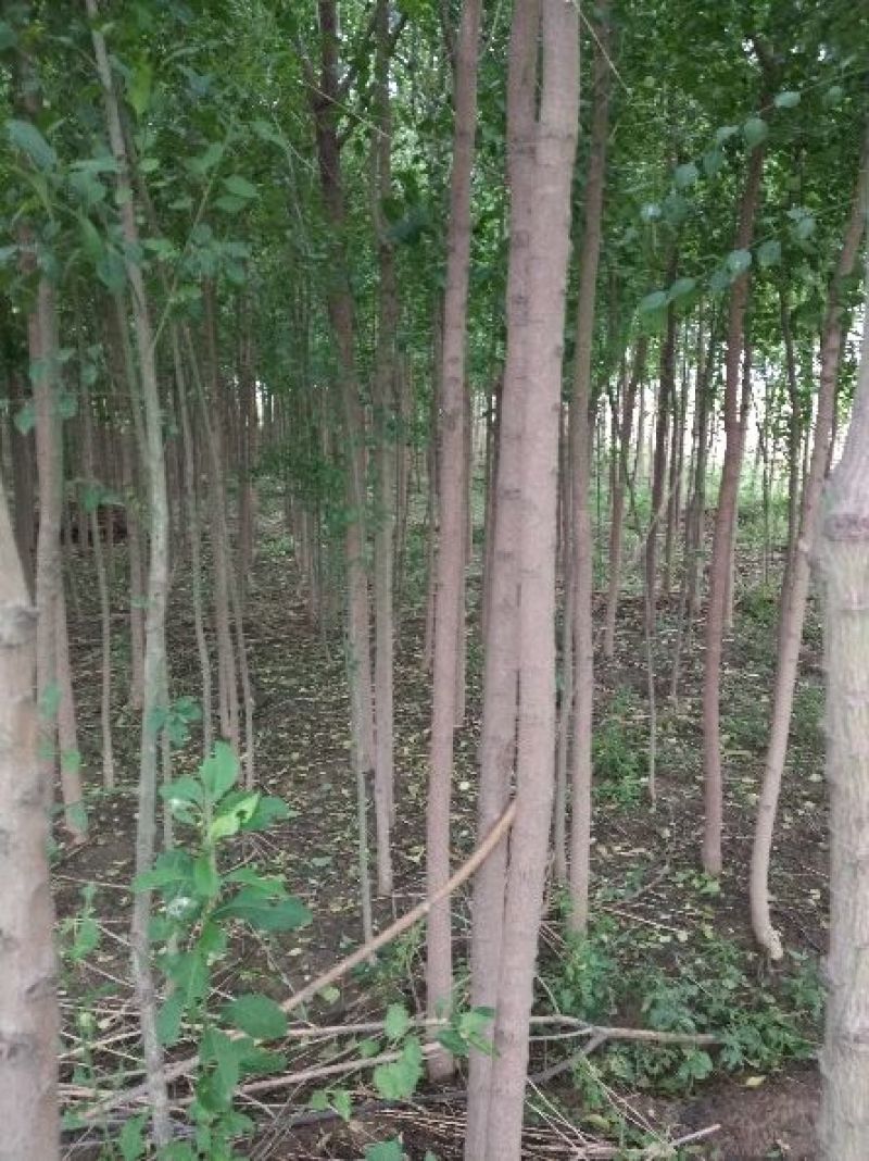 丝绵木261~300cm