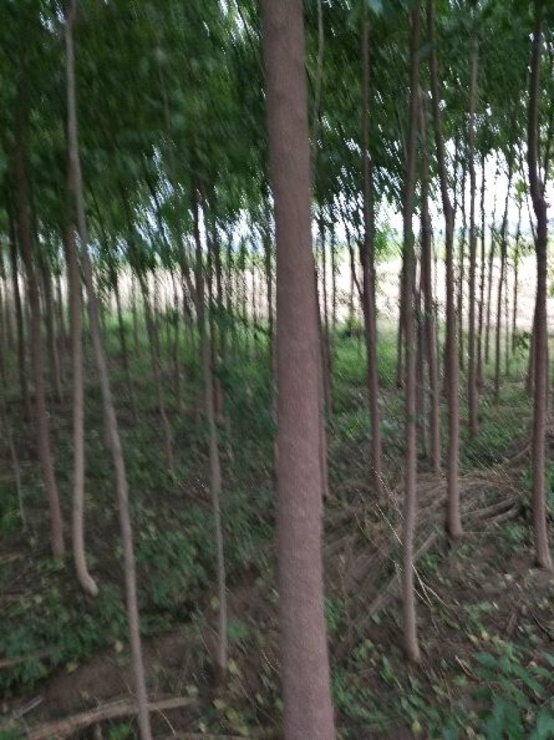 丝绵木261~300cm