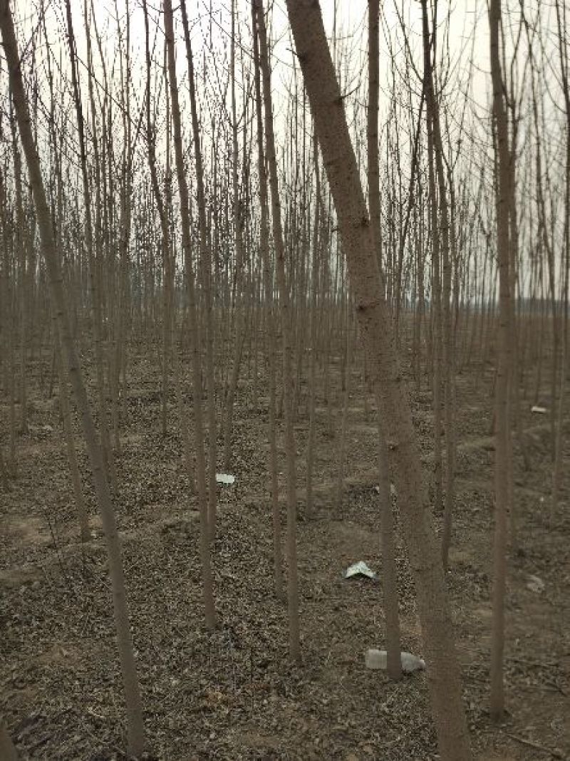 丝绵木261~300cm
