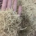 热卖款长白山特产一一一一一一一花旗参手搓须干品