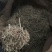 热卖款长白山特产一一一一一一一花旗参手搓须干品