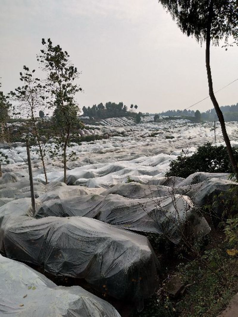 不知火，纯甜化渣，对接全国各地批发市场及电商平台