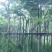 黄花梨树苗1~4cm100~150cm