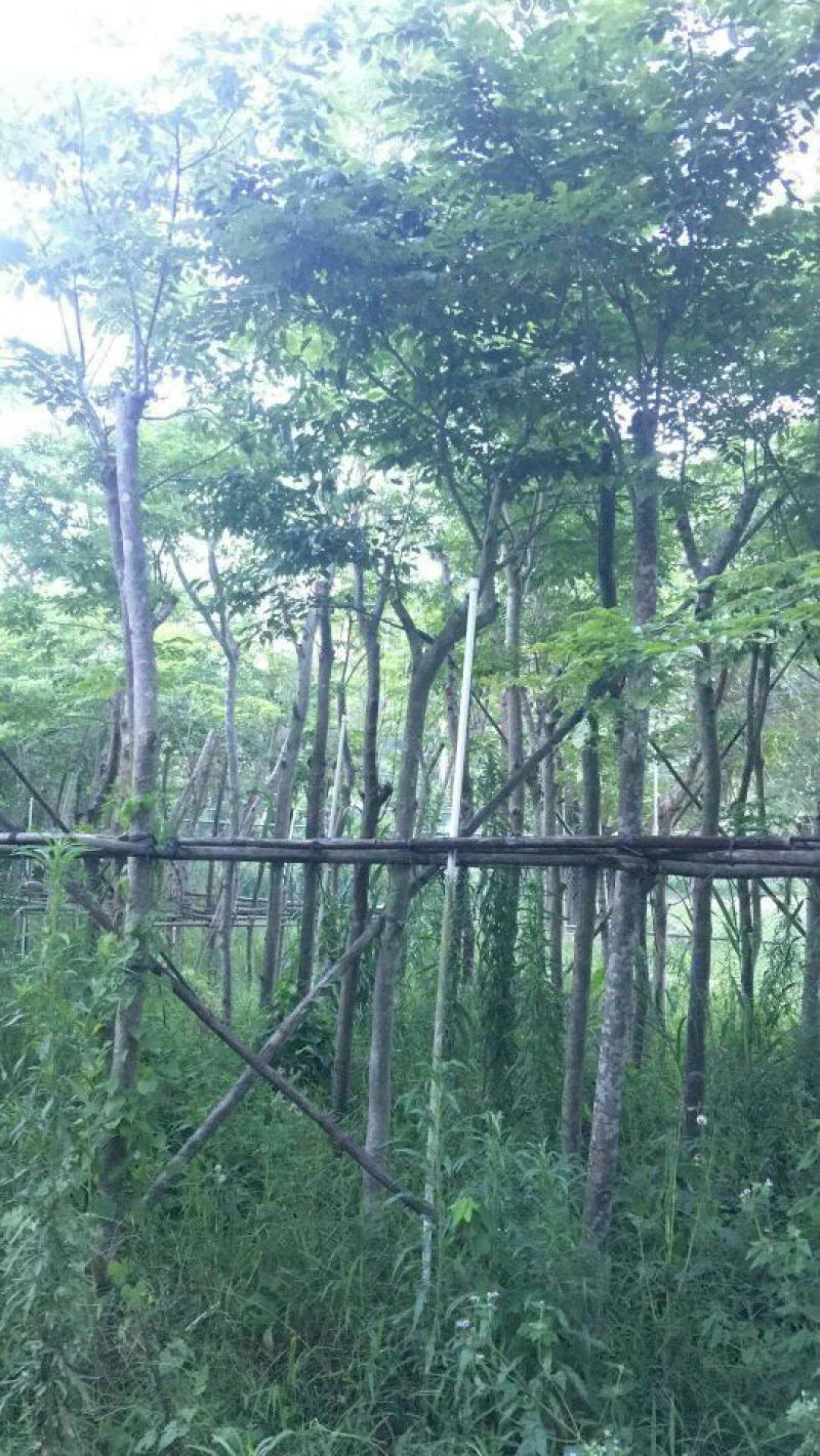黄花梨树苗1~4cm100~150cm
