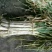 万荣长白大葱货源充足，产地直销，可视频看货