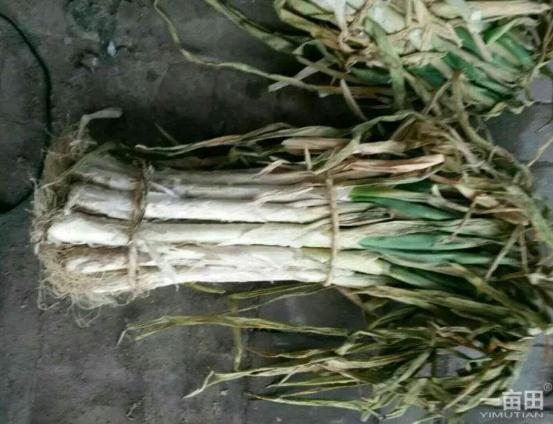 万荣长白大葱货源充足，产地直销，可视频看货