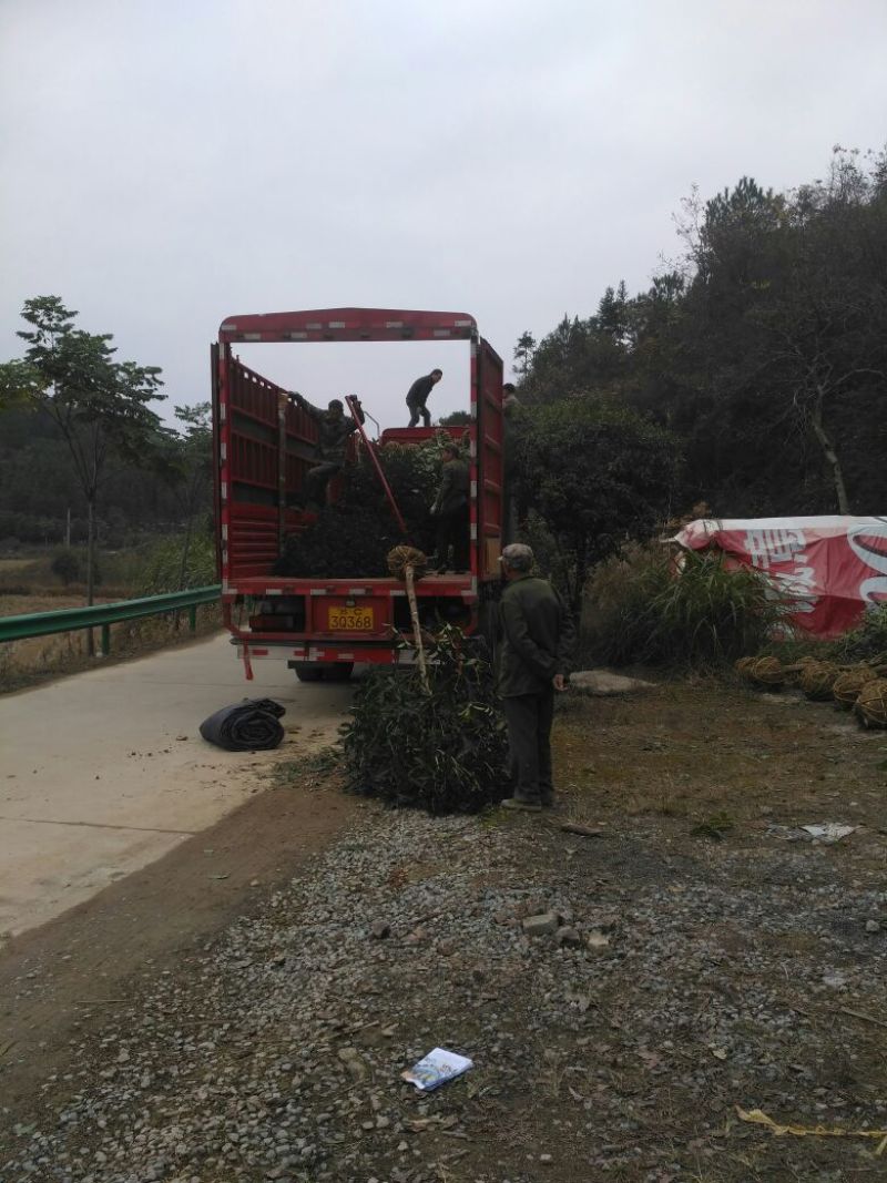 桂花树金桂丹桂，四季桂基地直销1到30公分独杆丛生