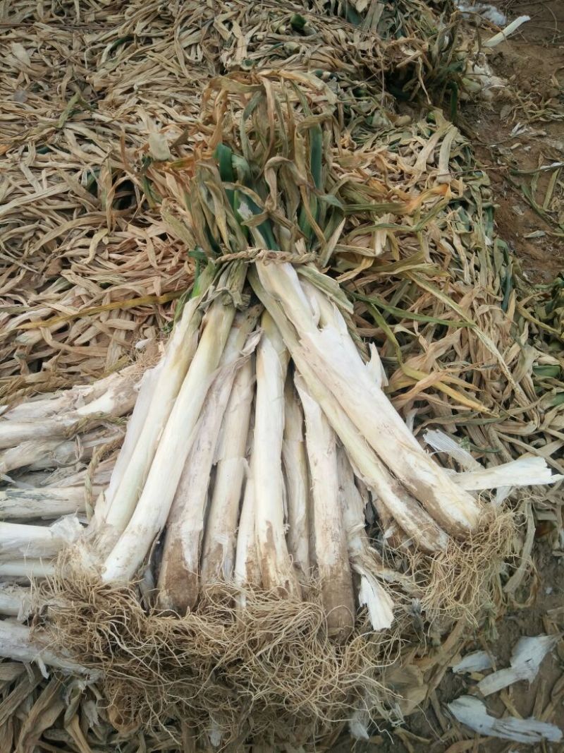 长白大葱毛葱3cm左右40cm以上