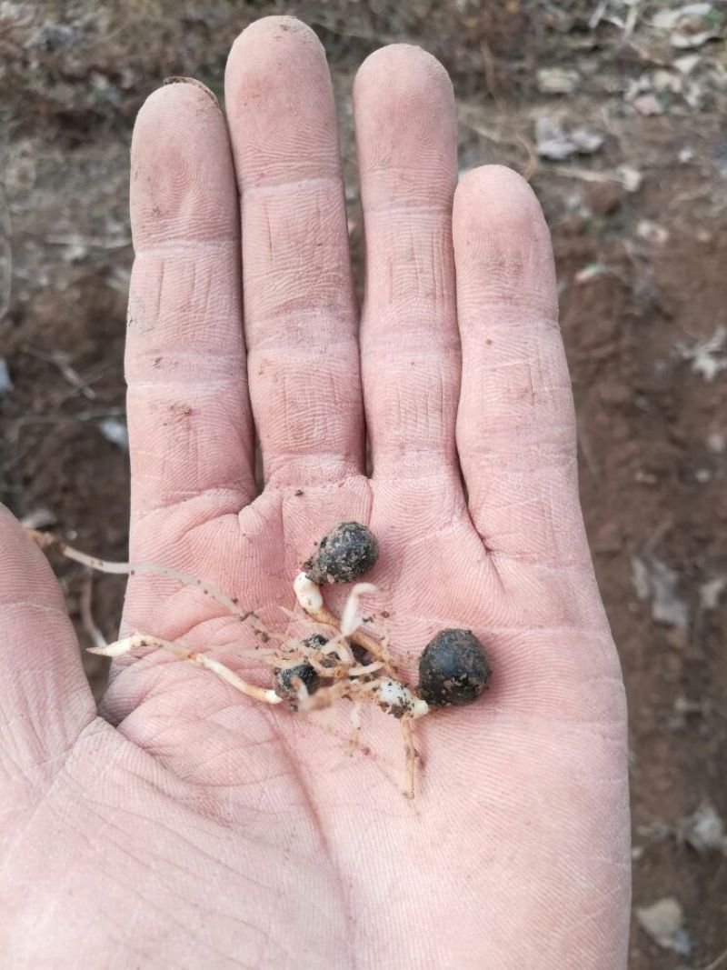 基地直供，优质油牡丹苗10cm以下，包成活，包质量