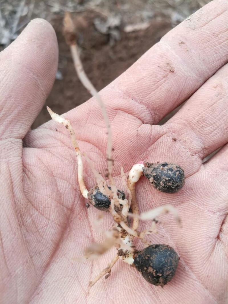 基地直供，优质油牡丹苗10cm以下，包成活，包质量