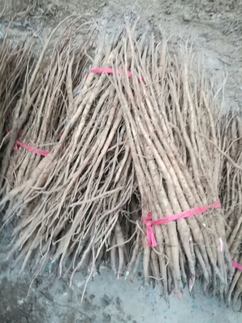 基地直供，优质油牡丹苗10cm以下，包成活，包质量