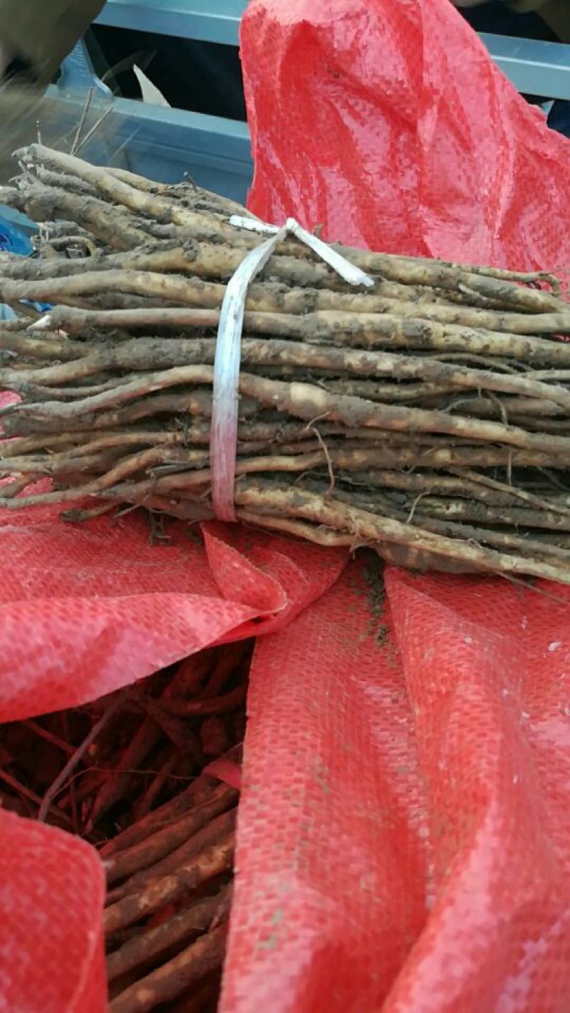 基地直供，优质油牡丹苗10cm以下，包成活，包质量