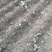 基地直供,优质油牡丹苗10cm以下,包成活,包质量