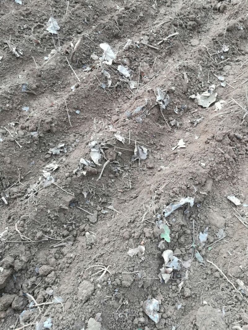 基地直供，优质油牡丹苗10cm以下，包成活，包质量