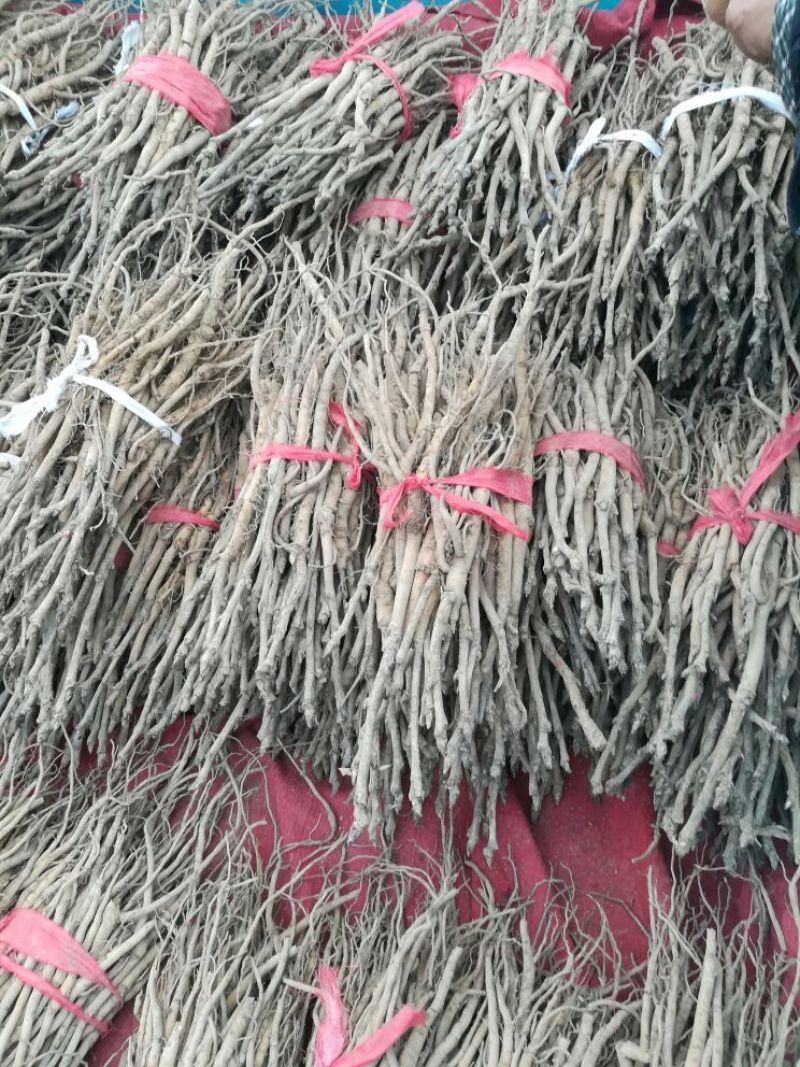 基地直供，优质油牡丹苗10cm以下，包成活，包质量