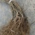 红心红阳猕猴桃苗软枣猕猴桃苗，品种纯正。